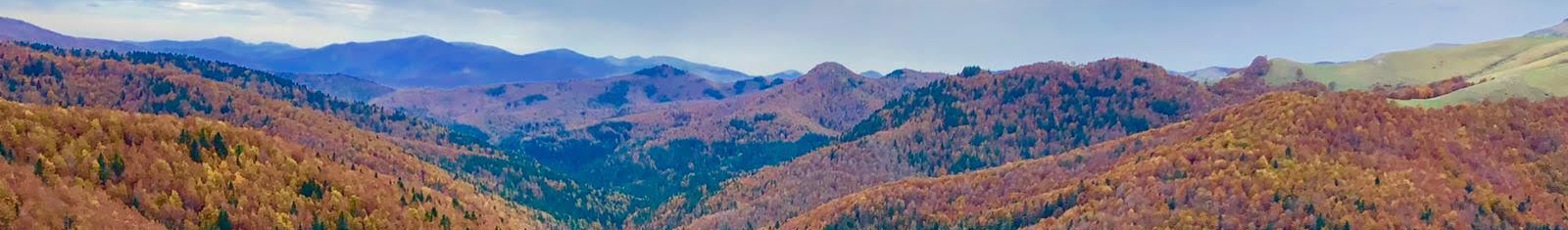 selva irati
