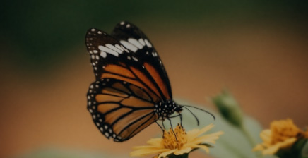 imagenmariposa
